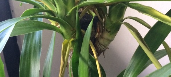 Dracaena Problem