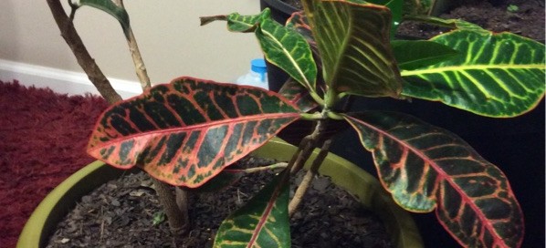 Croton