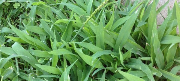 Crabgrass