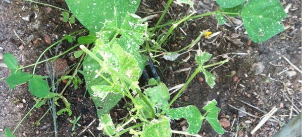 Green Beans