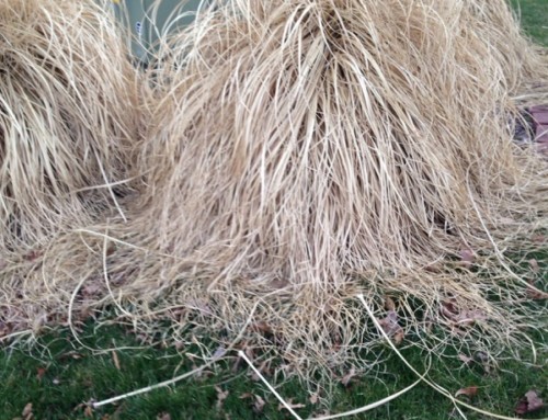 Hardy Pampas Grass