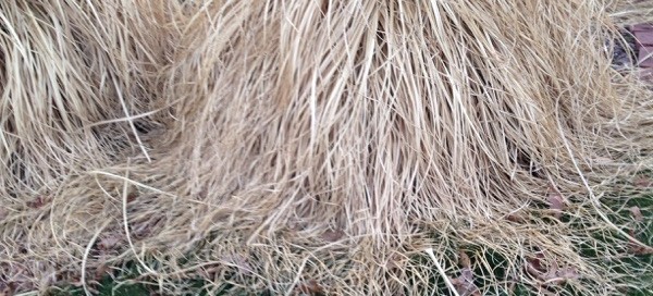 Hardy Pampas Grass