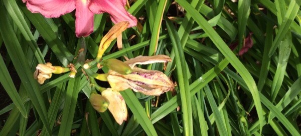 Daylily Insect Problem
