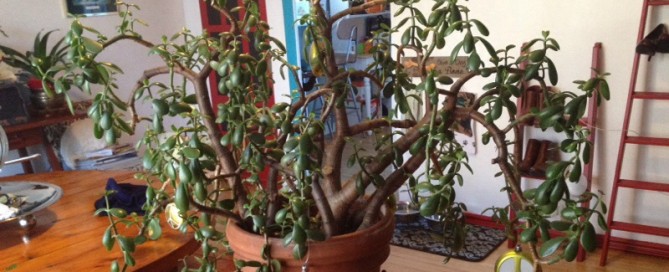 Pruning Jade