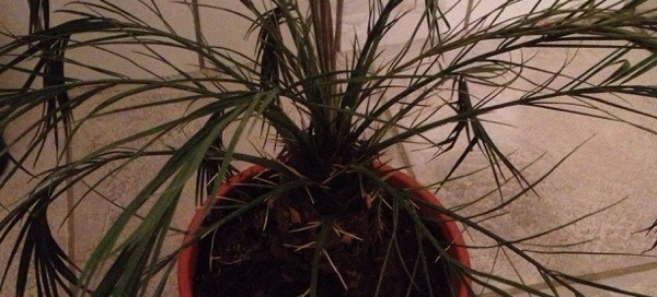 Houseplant Palm Problem