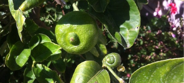 Lemon Citrus Fruit