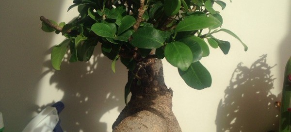 Ginseng Ficus Bonsai