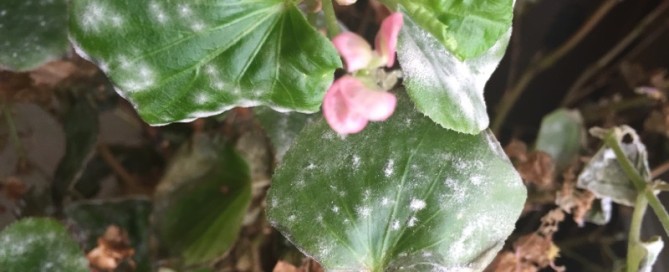 Gray Mold On Begonia