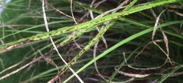 Leaf Spot Or Rust On Grasses