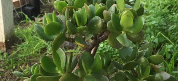 Jade Plant