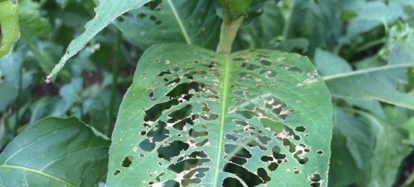 Leaf Damage