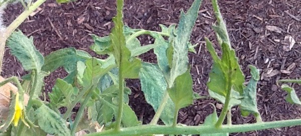 Tobacco Mosaic Virus On Tomato