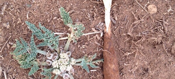 Constances Spring Parsley