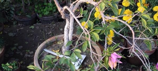 Bougainvillea