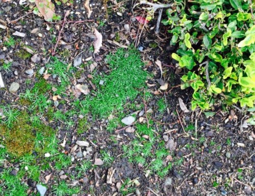 Moss Prevention In The Garden