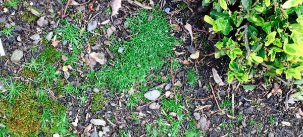Moss Prevention In The Garden