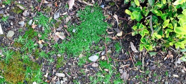 Moss Prevention In The Garden