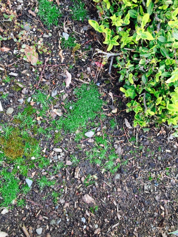 Moss Prevention In The Garden