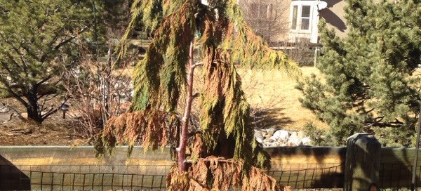 Weeping Cedar Problems