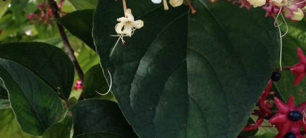 Clerodendron