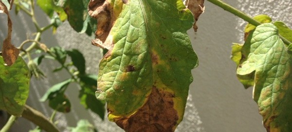 Fusarium Wilt