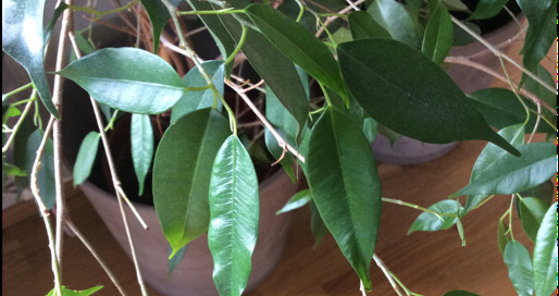 Ficus Benjamina