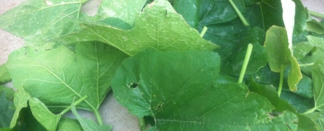 Powdery Mildew On Zucchini