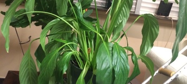 Peace Lily Problem