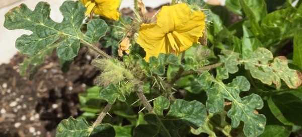 Buffalo Burr Or Kansas Thistle