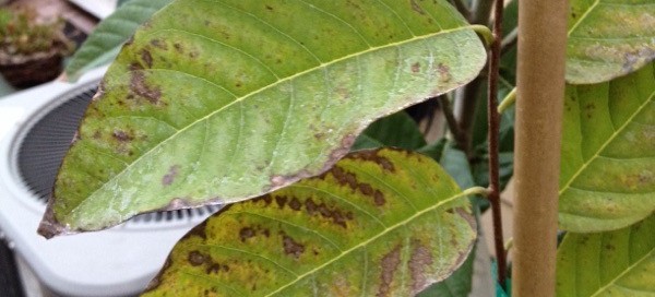 Powdery Mildew On Apples