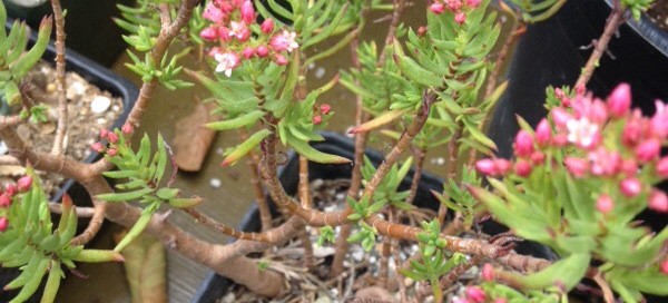 Bonsai Crassula