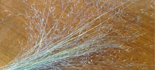Plains Lovegrass