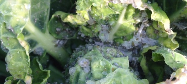 Aphids On Brussels Sprouts