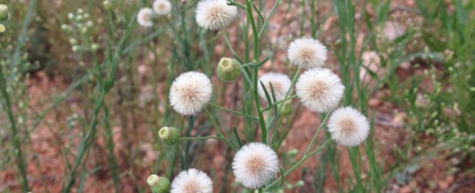 Weed Or Wildflower