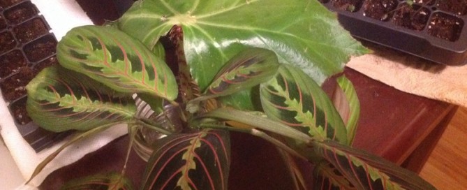 Prayer Plant And Begonia