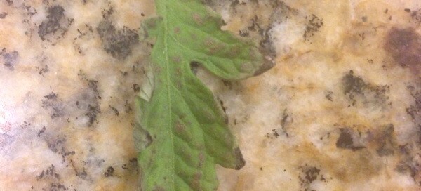 Tomato Leaf Death