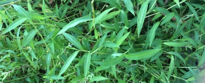 Japanese Stiltgrass