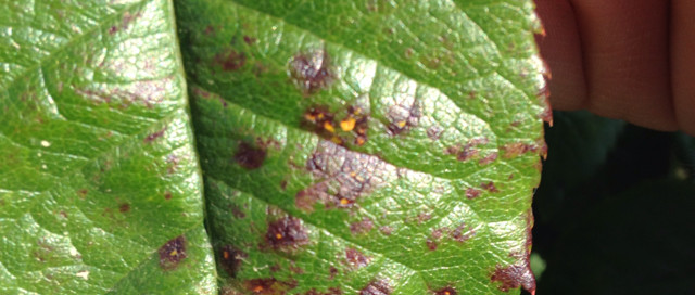 Rust Fungus On Rose