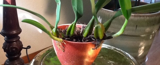 Bulbophyllum Or Cirrhopetalum