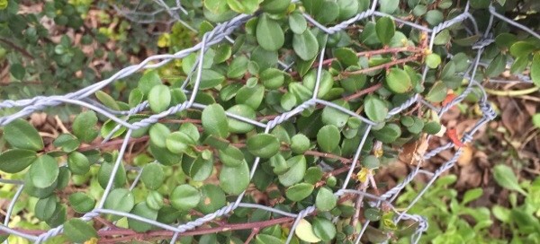 African Boxwood