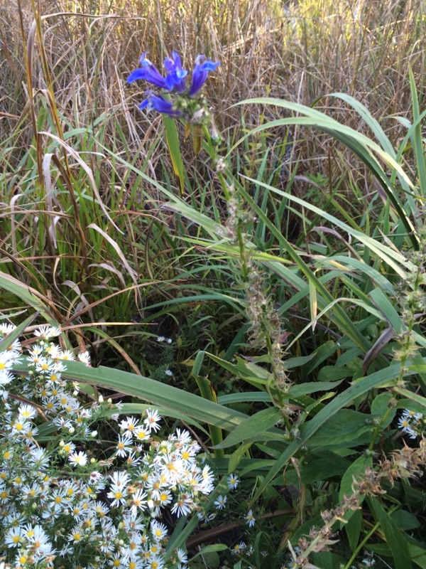 Lobelia Blue