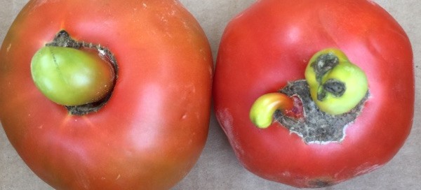 Tomato Blossom End Rot