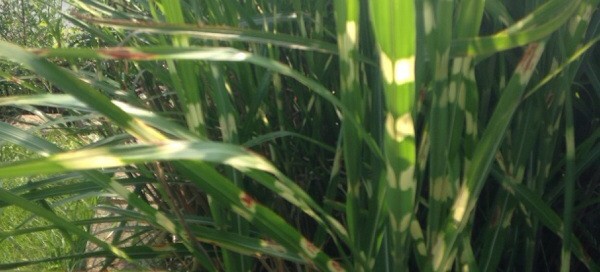 Miscanthus Blight