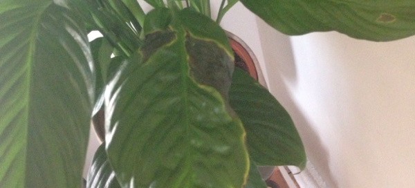 Peace Lily Problem