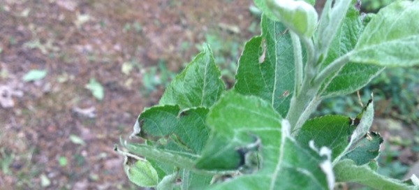 Scale Insects Or Stem Canker