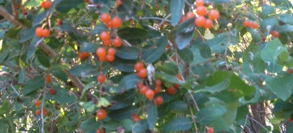 Buffalo Berry Soapberry