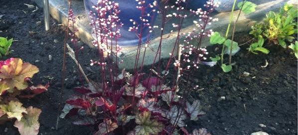 One Of The Many Varieties Of Heuchera