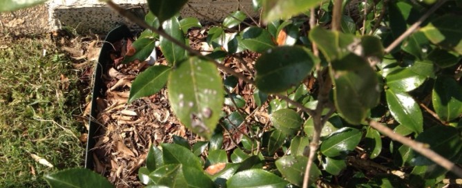 Scale Insects On Camellia