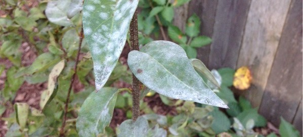 Powdery Mildew On Lilacs