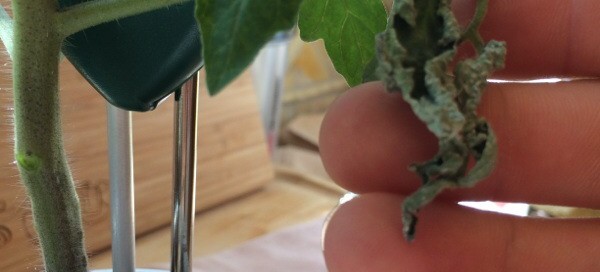 Insect Damage On Tomato Leaf